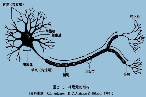 為什么你不記得嬰幼兒時期發(fā)生的事情？記憶會一直保留到離開人世嗎