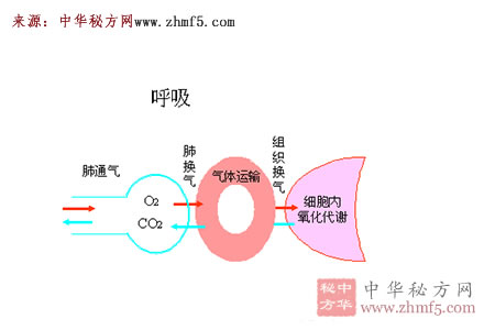 治呼吸衰竭秘方三則