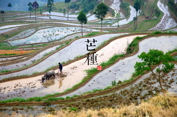 芒種 農(nóng)歷五月初六 6月5－7日農(nóng)歷二十四節(jié)氣組圖-最美攝影照片