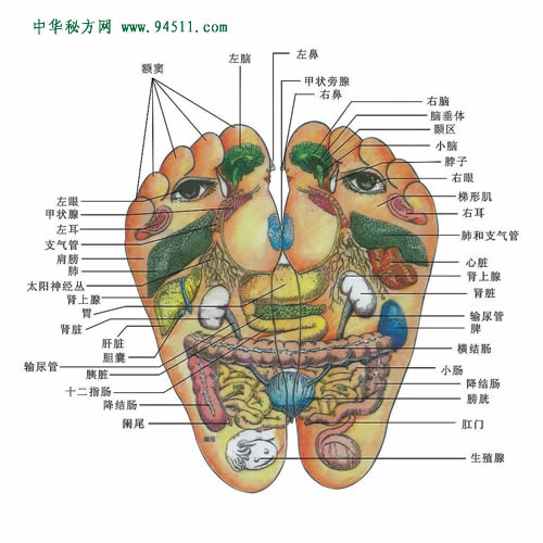 腳底按摩反射區(qū)