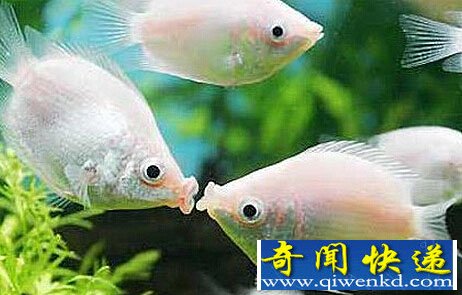 男子被小魚襲胸尖叫 乳頭被當(dāng)魚餌緊咬不松