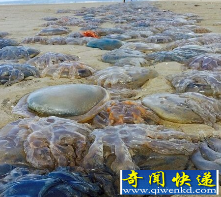 海灘遭水母入侵 水母大軍占領(lǐng)煙臺(tái)海灘