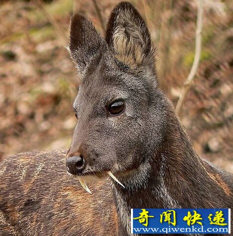 60年一遇 吸血鬼麋鹿首次現(xiàn)身