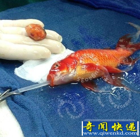 5歲金魚接受手術(shù)新聞引關(guān)注 網(wǎng)友紛紛感嘆金魚的堅強