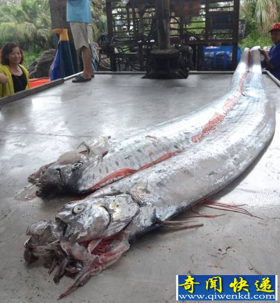 臺(tái)灣漁民捕獲地震魚 地震魚能吃嗎