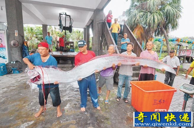 臺(tái)灣漁民捕獲地震魚 地震魚能吃嗎