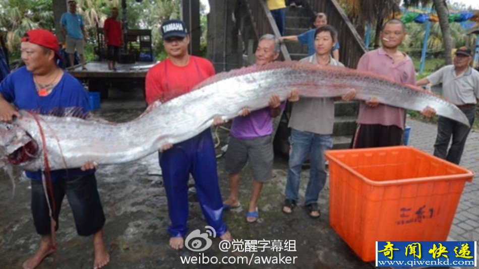 臺(tái)灣漁民捕獲地震魚 地震魚能吃嗎