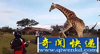 南非一只長頸鹿性亢奮 欲與寶馬摩托車發(fā)生性關(guān)系