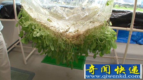 全新植物栽培 植物生長薄膜表面