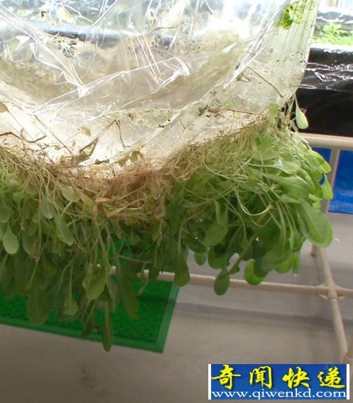 全新植物栽培 植物生長薄膜表面