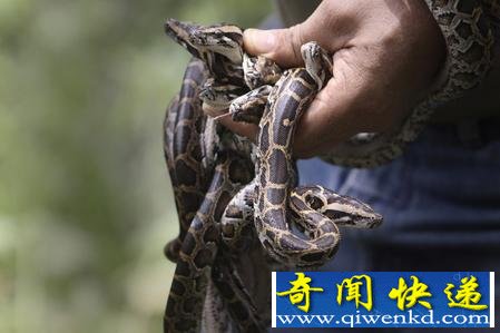 [多圖]實(shí)拍印度動(dòng)物園放生蟒蛇