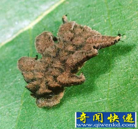 [多圖]北美洲危險(xiǎn)可怕的毛毛蟲(chóng) 樣子可愛(ài)但絕非“善類(lèi)”