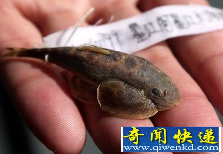 [圖文]云南發(fā)現(xiàn)兩個魚類新物種 李仙江華吸鰍和大口華吸鰍