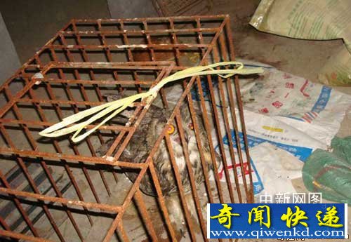 [圖文]貓頭鷹夜闖養(yǎng)雞廠致百余只雞被嚇死 一片狼藉