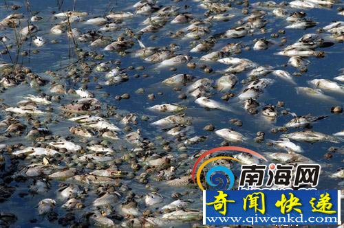 [圖文]海南文昌數(shù)千羅非魚不明死亡 可能中毒了