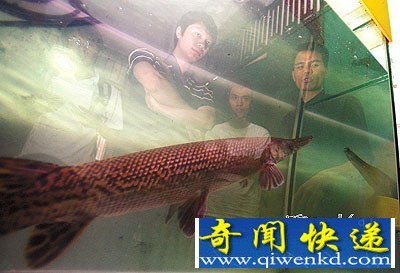 [圖文]怪魚(yú)嘴像鱷魚(yú)身覆硬鱗兇猛咬人