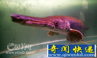 [圖文]怪魚(yú)嘴像鱷魚(yú)身覆硬鱗兇猛咬人