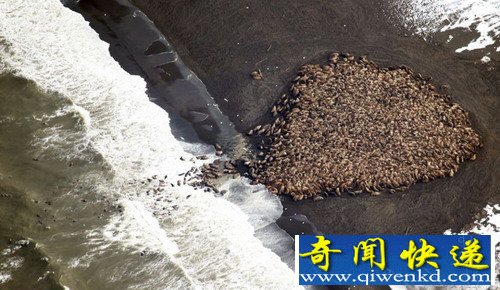 [圖文]阿拉斯加西北部海灘35000只海象集體擱淺