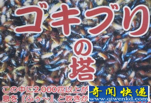 惡心死了！日本推出一座住有2000只住戶的“蟑螂塔”