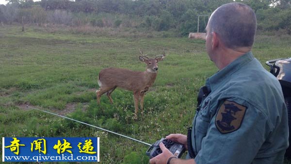 美國警局用機(jī)器鹿來誘捕盜獵者