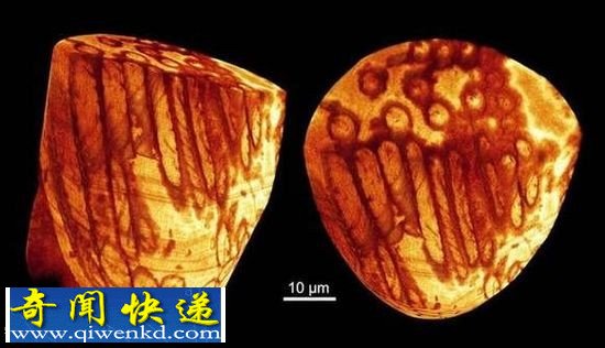 澳大利亞昆士蘭州發(fā)現(xiàn)了世界上最古老且保存得最完好的精子