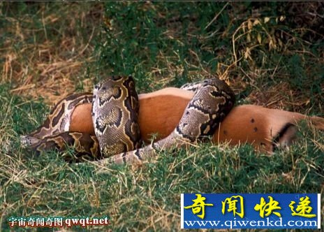 恐怖巨蟒蛇強(qiáng)力收縮致大型獵物其死亡吞食