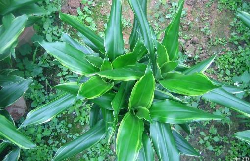 室內(nèi)觀葉植物種類(lèi)多差異大 觀葉植物的常見(jiàn)問(wèn)題診治