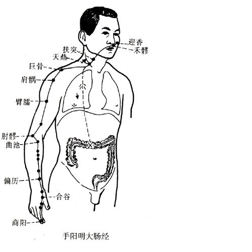 手陽明大腸經