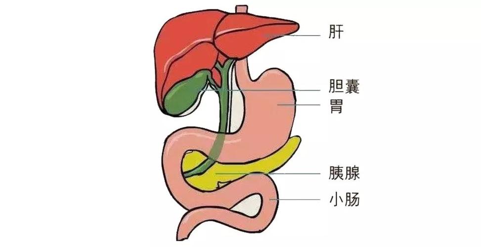 膽汁的作用(膽汁的作用是促進什么的消化)