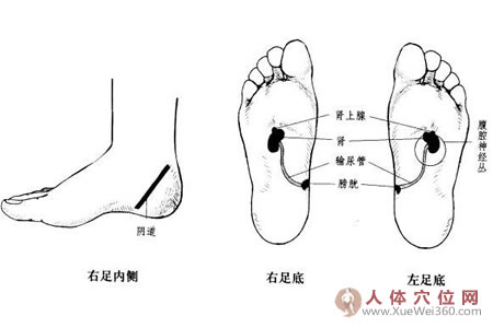 輸尿管、膀胱、尿道反射區(qū)