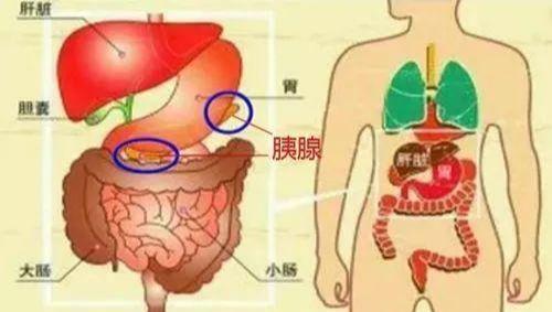 胰腺炎是什么癥狀？哪個位置痛(胰腺炎的癥狀有哪些禁食)