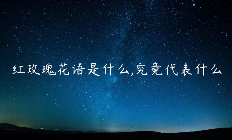 紅玫瑰花語(yǔ)是什么,究竟代表什么