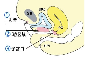 女孩愛上了挺直或筆直的女孩 什么樣的女性適合什么樣的陰經？