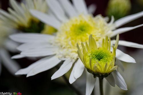 爆菊花是什么意思