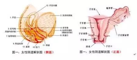 女性的生理結(jié)構(gòu)是什么？