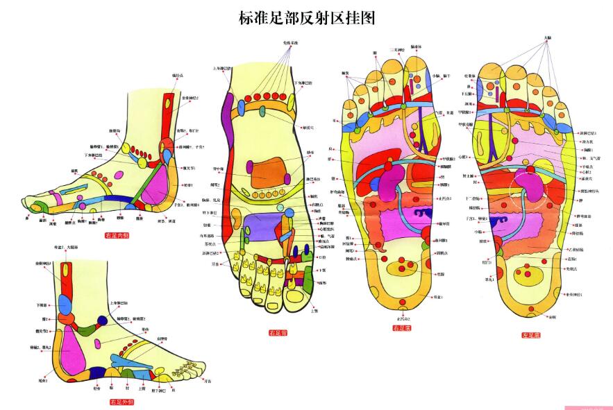 腳底穴位圖：腳底對應(yīng)的器官圖