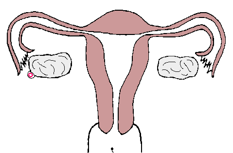 女孩愛上了挺直或筆直的女孩 什么樣的女性適合什么樣的陰經？