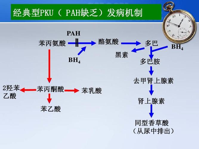 腎上腺素苯基的副作用(苯腎上腺素的作用機(jī)制)