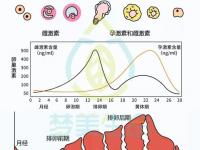 試管生長(zhǎng)激素的副作用-試管生長(zhǎng)激素的副作用大嗎