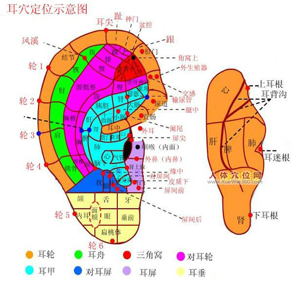 耳穴定位示意圖