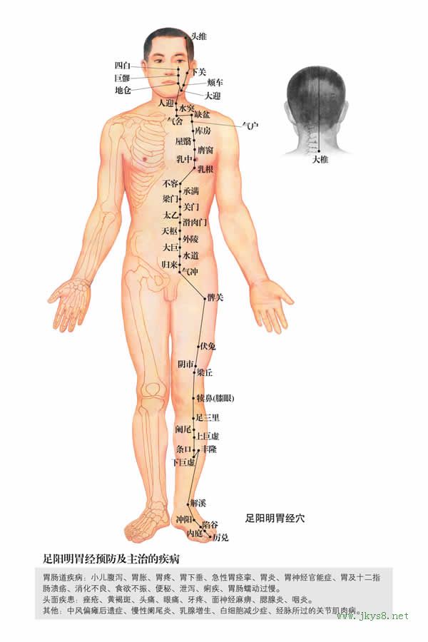 滑肉門穴：胃經(jīng)(圖文)