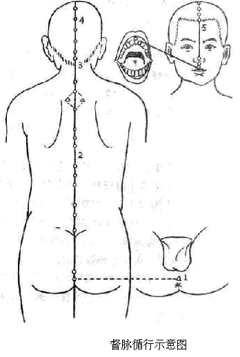 督脈循行示意圖