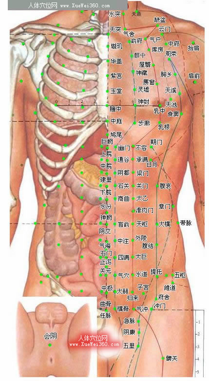 胸部腹部穴位高清彩圖