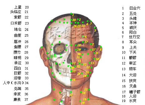 頭部正面穴位圖-人體穴位圖大全-按身體部位查詢(圖文)