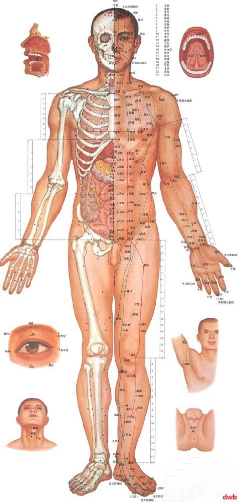人體全身經絡圖