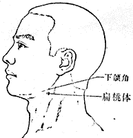 扁桃體穴位位置-人體穴位查詢