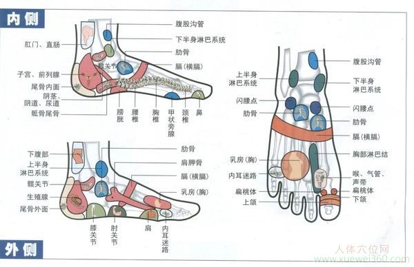 足部反射區(qū)（內(nèi)側(cè)外側(cè)足背）