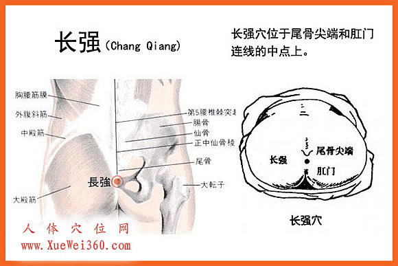 圖解長強(qiáng)穴位位置圖