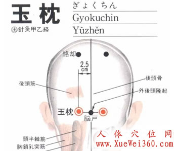 玉枕穴位位置圖