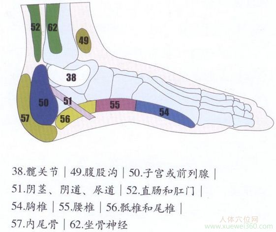 足內(nèi)側(cè)反射區(qū)